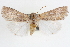  (Emariannia - CNCLEP00084005)  @14 [ ] CreativeCommons - Attribution (2014) CBG Photography Group Centre for Biodiversity Genomics