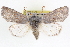  ( - CNCLEP00084012)  @14 [ ] CreativeCommons - Attribution (2014) CBG Photography Group Centre for Biodiversity Genomics
