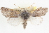  ( - CNCLEP00084014)  @15 [ ] CreativeCommons - Attribution (2014) CBG Photography Group Centre for Biodiversity Genomics