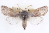  ( - CNCLEP00084015)  @15 [ ] CreativeCommons - Attribution (2014) CBG Photography Group Centre for Biodiversity Genomics