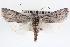  ( - CNCLEP00084022)  @14 [ ] CreativeCommons - Attribution (2014) CBG Photography Group Centre for Biodiversity Genomics