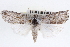  ( - CNCLEP00084023)  @14 [ ] CreativeCommons - Attribution (2014) CBG Photography Group Centre for Biodiversity Genomics