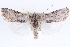  ( - CNCLEP00084025)  @15 [ ] CreativeCommons - Attribution (2014) CBG Photography Group Centre for Biodiversity Genomics