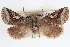  ( - CNCLEP00084069)  @13 [ ] CreativeCommons - Attribution (2014) CBG Photography Group Centre for Biodiversity Genomics