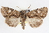  ( - CNCLEP00084075)  @14 [ ] CreativeCommons - Attribution (2014) CBG Photography Group Centre for Biodiversity Genomics