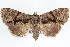  ( - CNCLEP00084077)  @14 [ ] CreativeCommons - Attribution (2014) CBG Photography Group Centre for Biodiversity Genomics