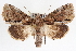  ( - CNCLEP00084079)  @15 [ ] CreativeCommons - Attribution (2014) CBG Photography Group Centre for Biodiversity Genomics
