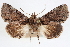  ( - CNCLEP00084081)  @13 [ ] CreativeCommons - Attribution (2014) CBG Photography Group Centre for Biodiversity Genomics