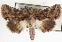  ( - CNCLEP00084082)  @14 [ ] CreativeCommons - Attribution (2014) CBG Photography Group Centre for Biodiversity Genomics