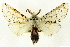  (Tecmessa rarataDHJ04 - CNCLEP00093345)  @11 [ ] CreativeCommons - Attribution (2014) CBG Photography Group Centre for Biodiversity Genomics