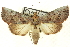  (Elymiotis notodontoides - CNCLEP00094030)  @15 [ ] CreativeCommons - Attribution (2014) CBG Photography Group Centre for Biodiversity Genomics