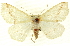 (Sabulodes mabelata - CNCLEP00108473)  @14 [ ] CreativeCommons - Attribution (2014) CBG Photography Group Centre for Biodiversity Genomics