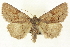  ( - CNCLEP00108514)  @13 [ ] CreativeCommons - Attribution (2014) CBG Photography Group Centre for Biodiversity Genomics