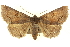 ( - CNCLEP00108519)  @13 [ ] CreativeCommons - Attribution (2014) CBG Photography Group Centre for Biodiversity Genomics