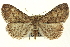  (Idia aemula - CNCLEP00108531)  @15 [ ] CreativeCommons - Attribution (2014) CBG Photography Group Centre for Biodiversity Genomics