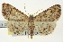  ( - CNCLEP00108532)  @14 [ ] CreativeCommons - Attribution (2014) CBG Photography Group Centre for Biodiversity Genomics