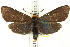  ( - CNCLEP00108536)  @11 [ ] CreativeCommons - Attribution (2014) CBG Photography Group Centre for Biodiversity Genomics