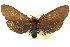  ( - CNCLEP00108538)  @13 [ ] CreativeCommons - Attribution (2014) CBG Photography Group Centre for Biodiversity Genomics