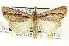  ( - CNCLEP00108579)  @11 [ ] CreativeCommons - Attribution (2014) CBG Photography Group Centre for Biodiversity Genomics