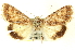  ( - CNCLEP00108600)  @13 [ ] CreativeCommons - Attribution (2014) CBG Photography Group Centre for Biodiversity Genomics