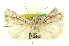  ( - CNCLEP00108603)  @11 [ ] CreativeCommons - Attribution (2014) CBG Photography Group Centre for Biodiversity Genomics