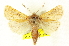  ( - CNCLEP00108615)  @14 [ ] CreativeCommons - Attribution (2014) CBG Photography Group Centre for Biodiversity Genomics