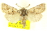  ( - CNCLEP00108617)  @14 [ ] CreativeCommons - Attribution (2014) CBG Photography Group Centre for Biodiversity Genomics