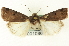  ( - CNCLEP00108618)  @13 [ ] CreativeCommons - Attribution (2014) CBG Photography Group Centre for Biodiversity Genomics