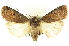  ( - CNCLEP00108623)  @11 [ ] CreativeCommons - Attribution (2014) CBG Photography Group Centre for Biodiversity Genomics