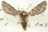  ( - CNCLEP00113220)  @14 [ ] CreativeCommons - Attribution (2014) CBG Photography Group Centre for Biodiversity Genomics