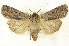  ( - CNCLEP00113235)  @13 [ ] CreativeCommons - Attribution (2014) CBG Photography Group Centre for Biodiversity Genomics
