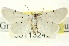  (Grotella septempunctata - CNCLEP00113242)  @14 [ ] CreativeCommons - Attribution (2014) CBG Photography Group Centre for Biodiversity Genomics