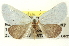  (Grotella dis - CNCLEP00113244)  @15 [ ] CreativeCommons - Attribution (2014) CBG Photography Group Centre for Biodiversity Genomics