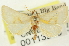  ( - CNCLEP00113253)  @13 [ ] CreativeCommons - Attribution (2014) CBG Photography Group Centre for Biodiversity Genomics