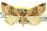  ( - CNCLEP00113271)  @14 [ ] CreativeCommons - Attribution (2014) CBG Photography Group Centre for Biodiversity Genomics