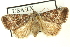  ( - CNCLEP00113313.1)  @11 [ ] CreativeCommons - Attribution (2014) CBG Photography Group Centre for Biodiversity Genomics