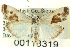  (Ponometia huita - CNCLEP00113319)  @15 [ ] CreativeCommons - Attribution (2014) CBG Photography Group Centre for Biodiversity Genomics