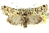  ( - CNCLEP00113336)  @13 [ ] CreativeCommons - Attribution (2014) CBG Photography Group Centre for Biodiversity Genomics