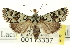  ( - CNCLEP00113337)  @13 [ ] CreativeCommons - Attribution (2014) CBG Photography Group Centre for Biodiversity Genomics