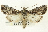  (Anarta fulgora - CNCLEP00113357)  @15 [ ] CreativeCommons - Attribution (2014) CBG Photography Group Centre for Biodiversity Genomics