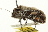  (Euxoa leuschneri - CNCLEP00113394)  @12 [ ] CreativeCommons - Attribution (2014) CBG Photography Group Centre for Biodiversity Genomics