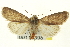  ( - CNCLEP00113398)  @14 [ ] CreativeCommons - Attribution (2014) CBG Photography Group Centre for Biodiversity Genomics