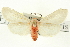  (Pygarctia - CNCLEP00113432)  @15 [ ] CreativeCommons - Attribution (2014) CBG Photography Group Centre for Biodiversity Genomics