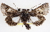  ( - CNCLEP00115913)  @14 [ ] CreativeCommons - Attribution (2014) CBG Photography Group Centre for Biodiversity Genomics