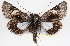  ( - CNCLEP00115915)  @14 [ ] CreativeCommons - Attribution (2014) CBG Photography Group Centre for Biodiversity Genomics