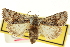  ( - CNCLEP00115940)  @11 [ ] CreativeCommons - Attribution (2014) CBG Photography Group Centre for Biodiversity Genomics