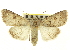  (Anarta decepta - CNCLEP00115976)  @15 [ ] CreativeCommons - Attribution (2014) CBG Photography Group Centre for Biodiversity Genomics