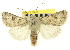  (Anarta florida - CNCLEP00115978)  @15 [ ] CreativeCommons - Attribution (2014) CBG Photography Group Centre for Biodiversity Genomics
