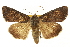  (Trichordestra beanii - CNCLEP00115993)  @15 [ ] CreativeCommons - Attribution (2014) CBG Photography Group Centre for Biodiversity Genomics