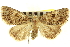  (Cryphia flavipuncta - CNCLEP00116048)  @11 [ ] CreativeCommons - Attribution (2014) CBG Photography Group Centre for Biodiversity Genomics
